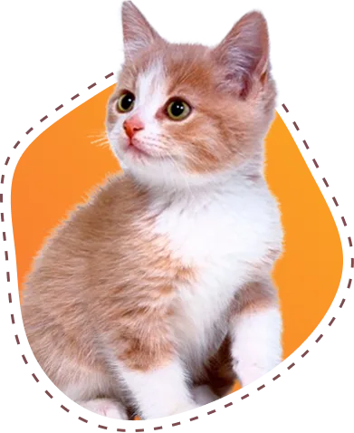 精选猫砂全攻略 - 开云